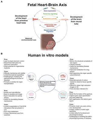 Exploring the prospects, advancements, and challenges of in vitro modeling of the heart-brain axis